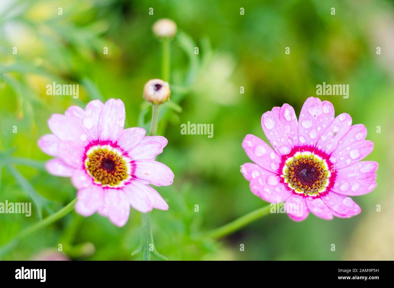 Argyranthemum frutescens, Grandaisy Pink Halo, Tender Perennial, Marguerite, Pink flower Stock Photo