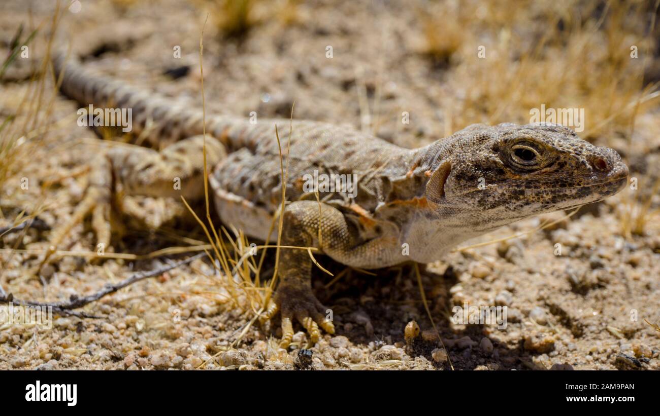 Mojave fringetoed lizard in the Mojave desert, USA Stock Photo Alamy