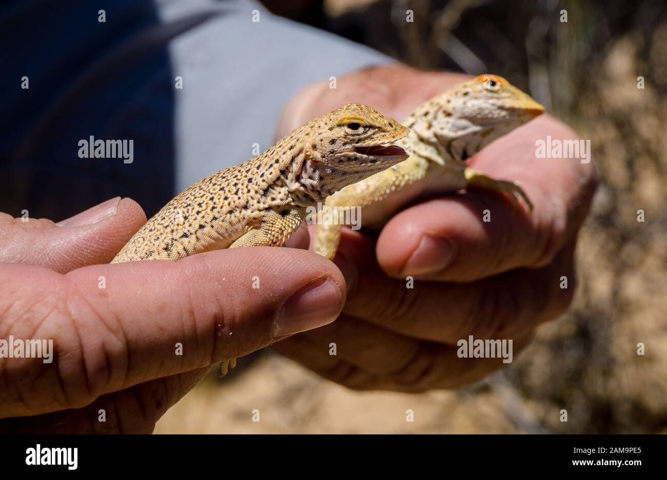 Two Mojave fringe-toed lizard getting hold in the Mojave desert, USA Stock Photo