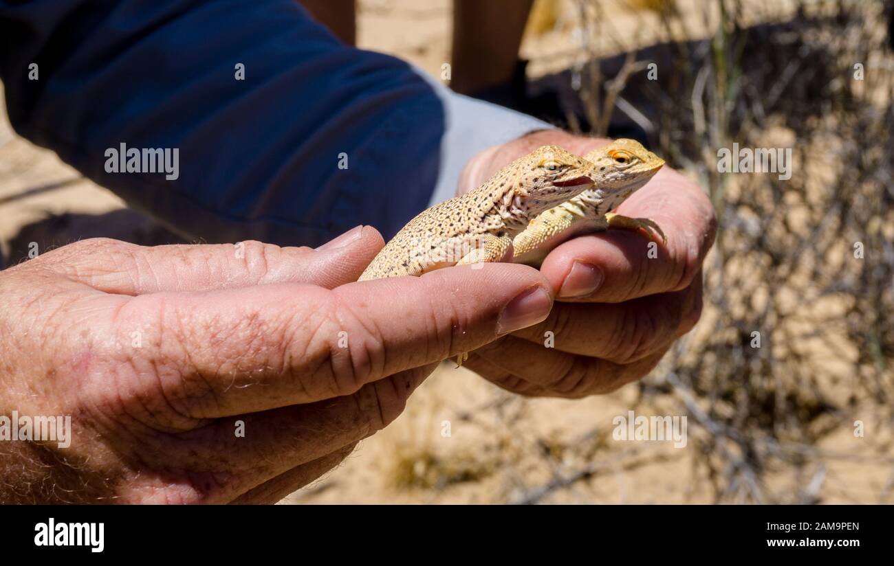 Two Mojave fringe-toed lizard getting hold in the Mojave desert, USA Stock Photo