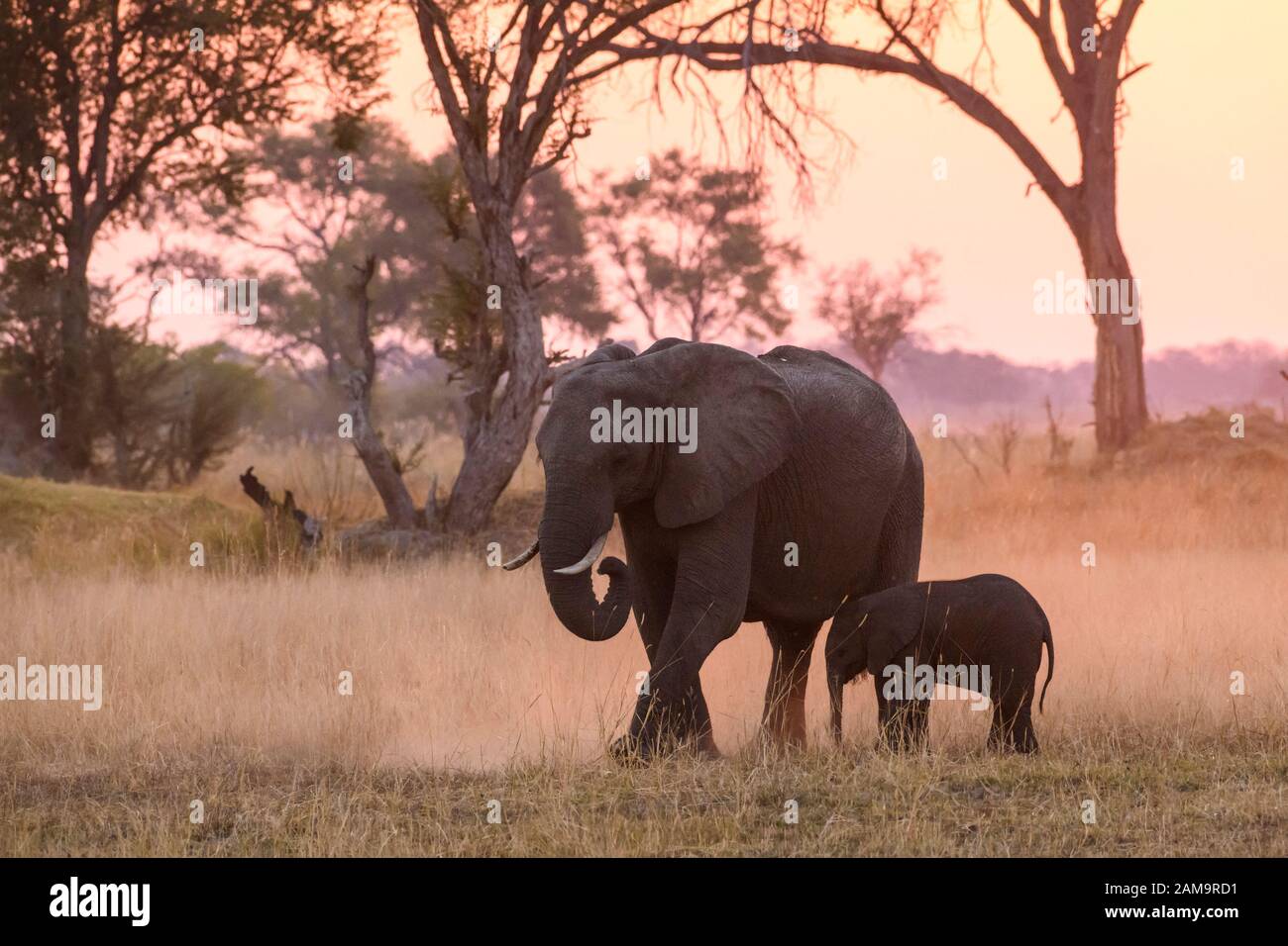 African Elephant, Loxodonta africana, mother and calf at sunset, Khwai Private Reserve, Okavango Delta, Botswana Stock Photo