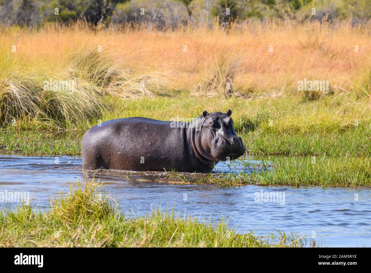 Hippopotamus, Hippopotamus amphibius, Khwai River, Okavango Delta, Botswana Stock Photo