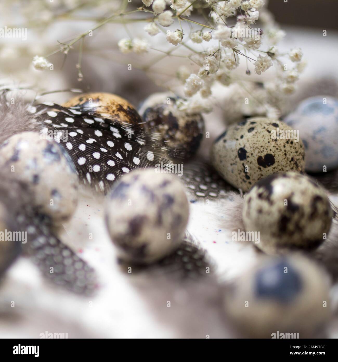 Rustic Basket with quail eggs and feathers on dark wooden background ...