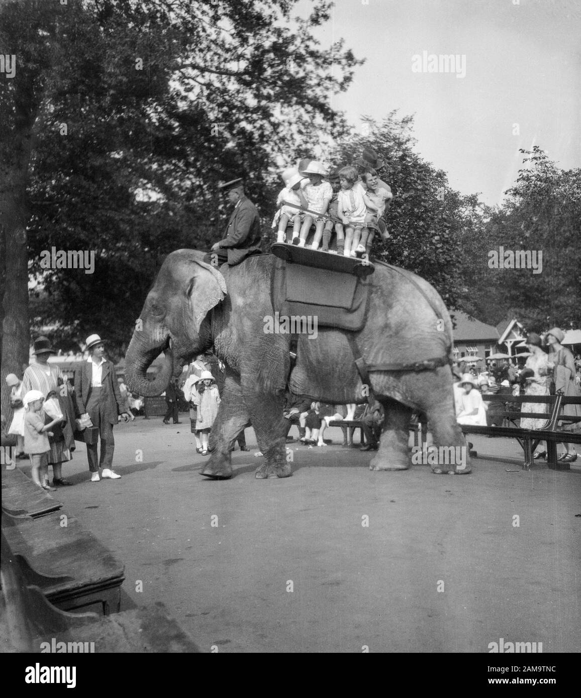 Archive image of elephant rides at London Zoo in the 1920s. Scan direct from glass negative. Stock Photo