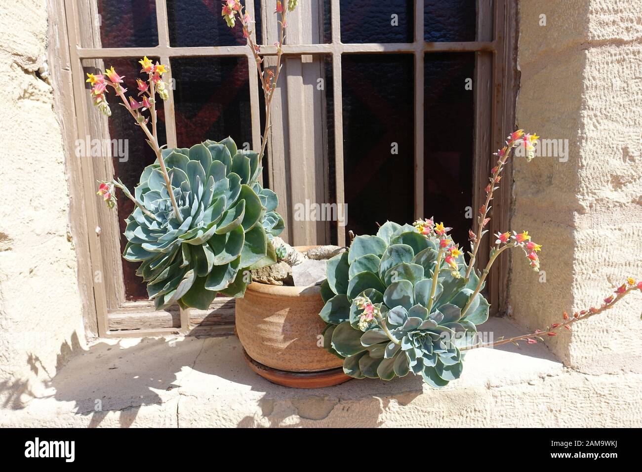Cactus plant sill potted plant hi-res stock photography and images - Alamy