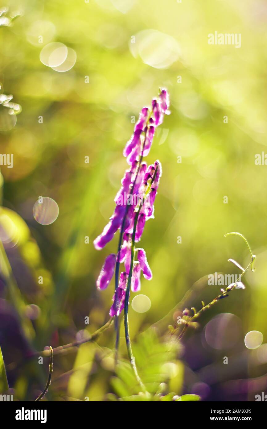 A bright purple mouse pea flower blooms among the green grass with dew drops on a summer morning, illuminated by the rays of the bright sun. Stock Photo