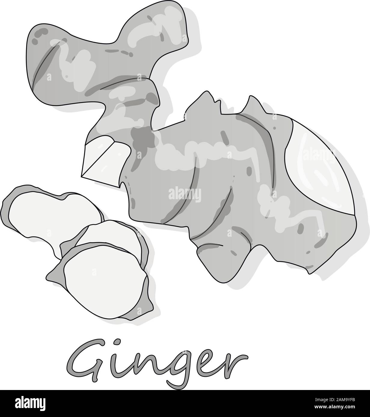 Fresh ginger on white background illustration set. Vector. Stock Vector