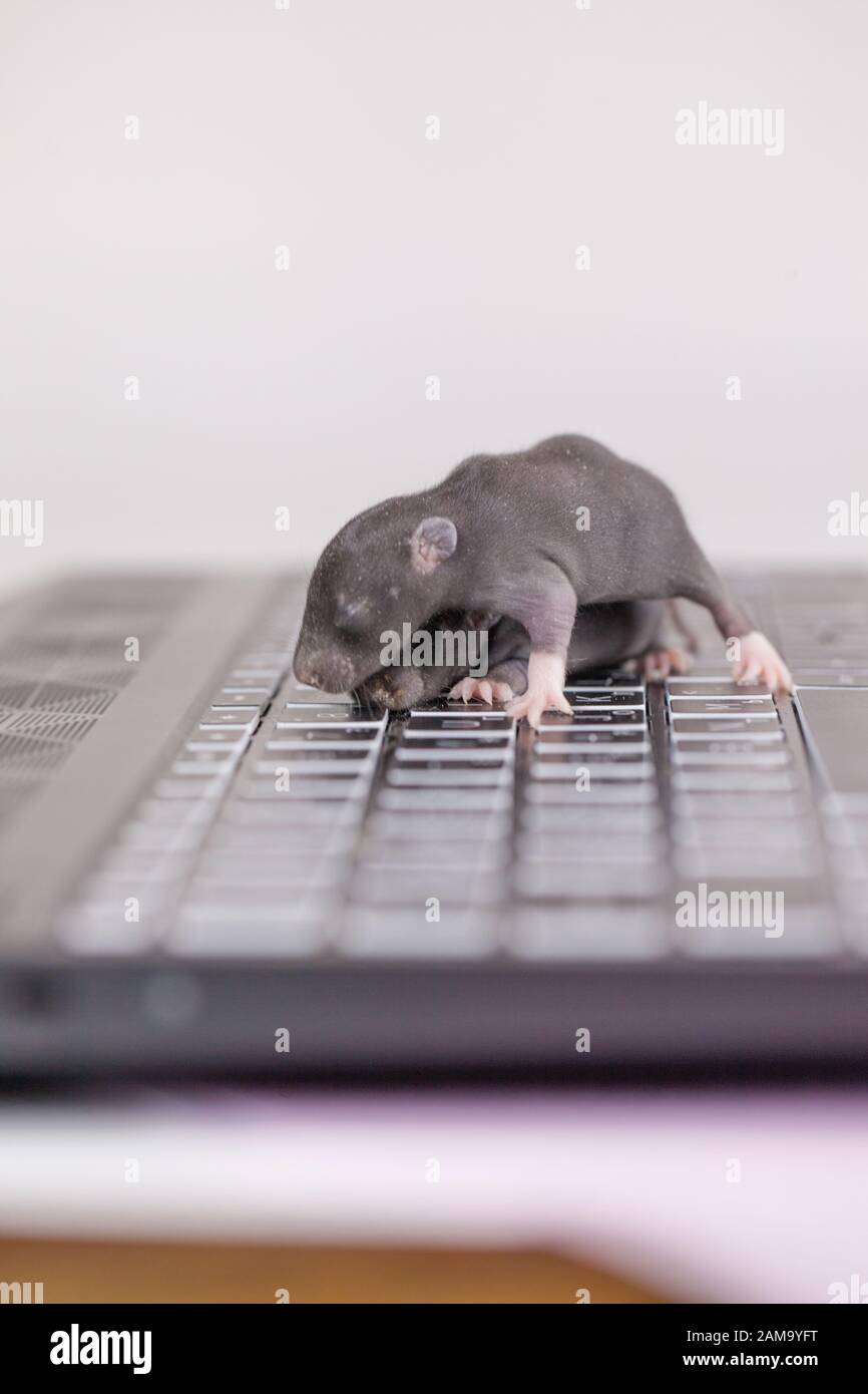 Rats and computer keyboard. advanced animals. intelligent hackers Stock