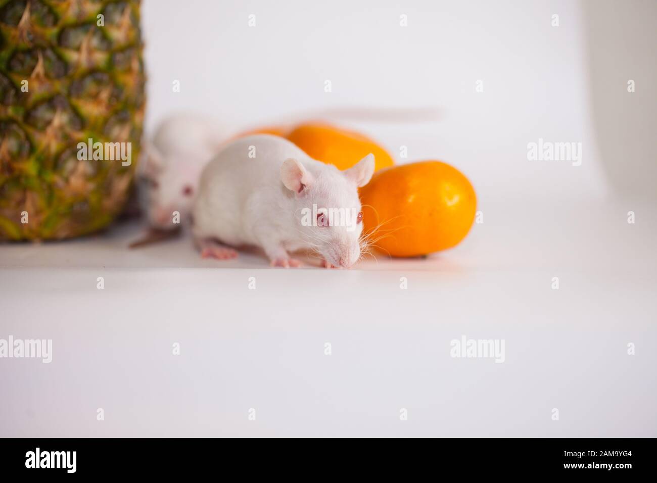 Rats and pineapple with orange. Vitamin Pets Nutrition Proper Diet