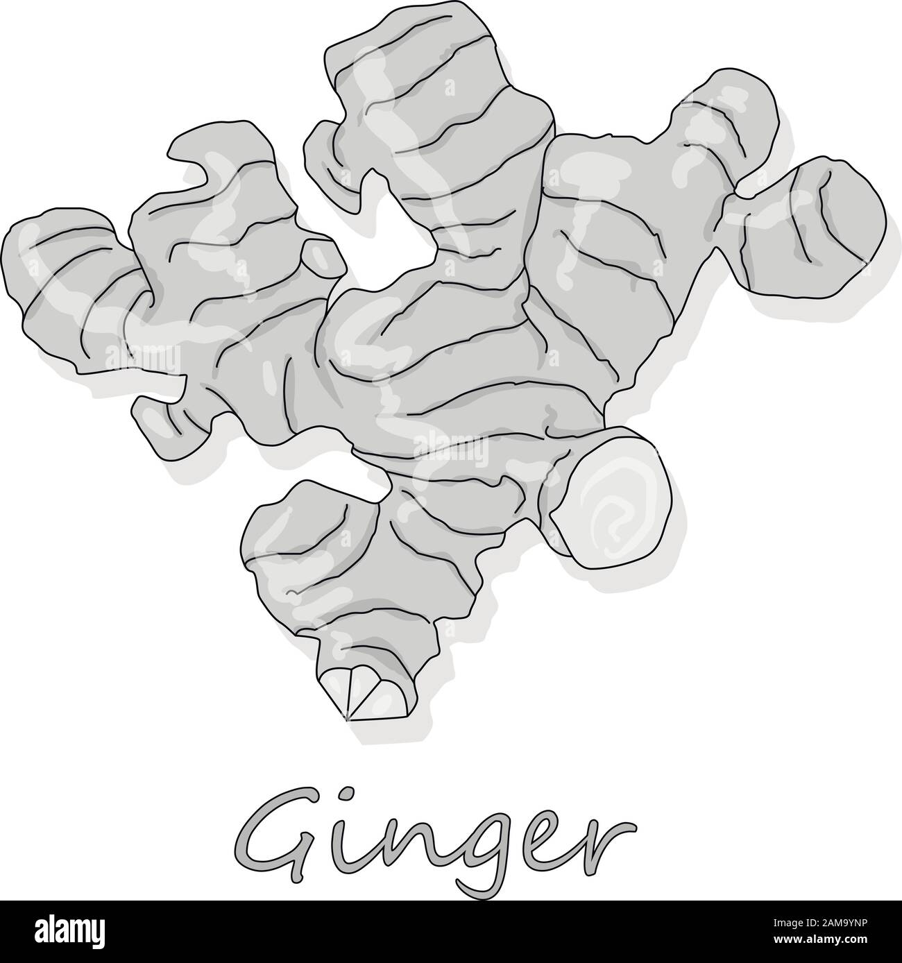 Fresh ginger on white background illustration set. Vector. Stock Vector