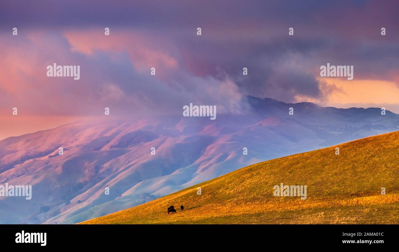 Sunset view of storm clouds covering the top of Mission Peak; cattle visible on a pasture in the foreground; San Jose, South San Francisco Bay Area Stock Photo
