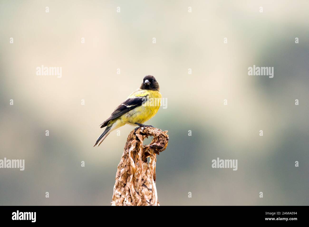 Ethiopian siskin or Abyssinian siskin (Serinus nigriceps), Simien Mountains, Ethiopia. It is found only in Ethiopia, usually at altitudes above 2,000 Stock Photo