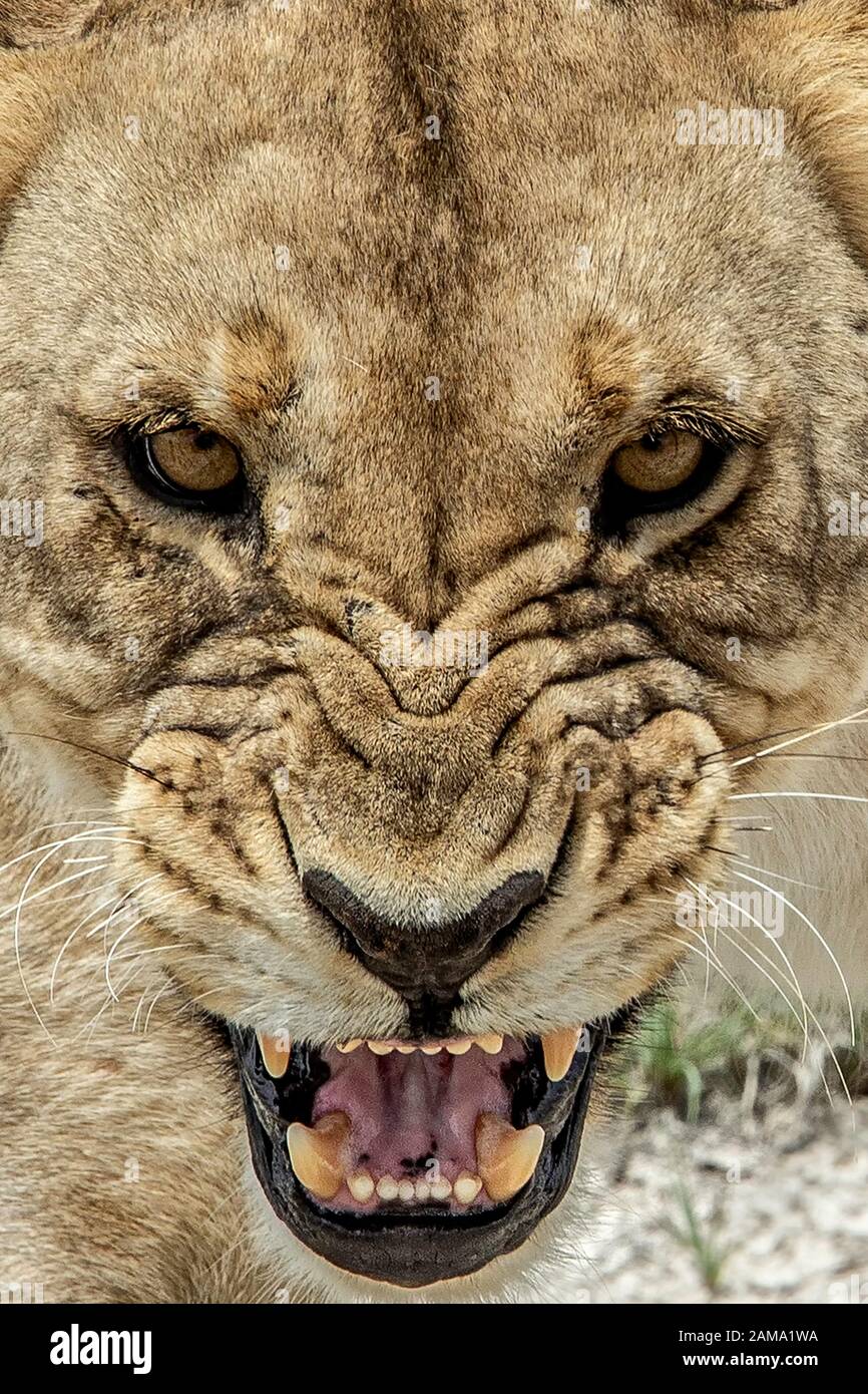 Angry lion hi-res stock photography and images - Alamy
