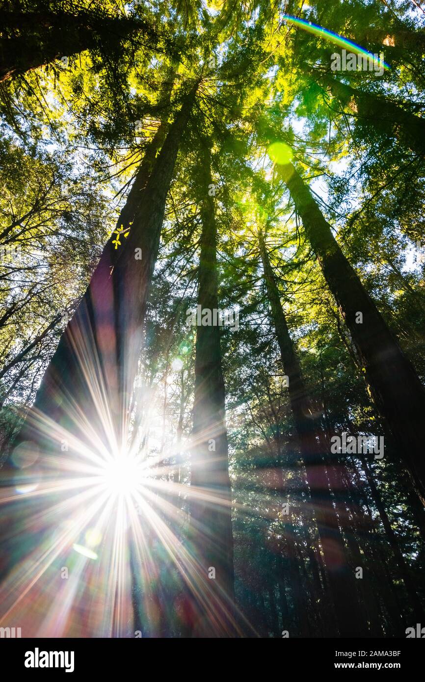 Sun shining through a Redwood trees forest (Sequoia Sempervirens ...