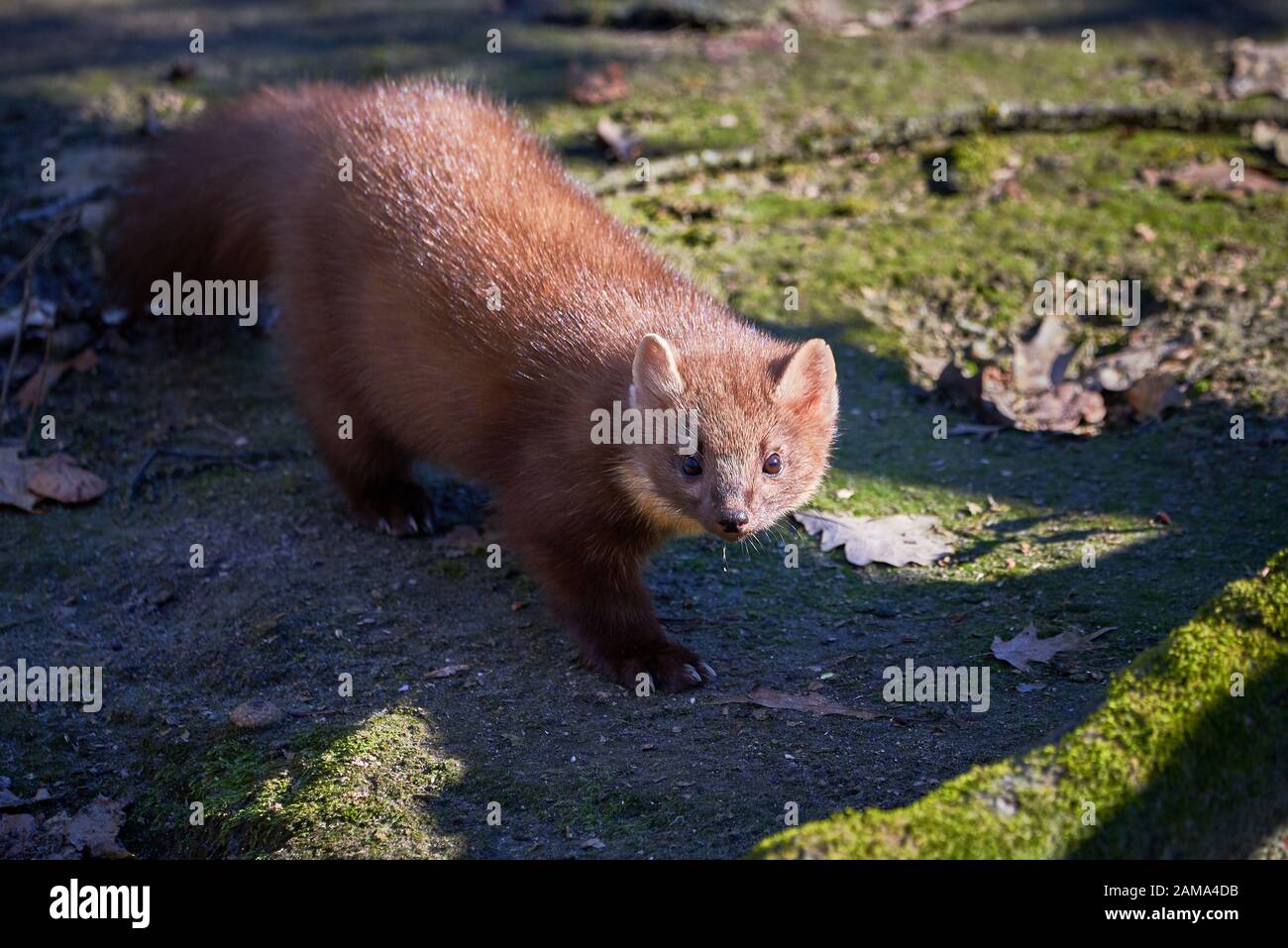 European Pine Marten Closeup (Marten Marten Stock Photo Alamy
