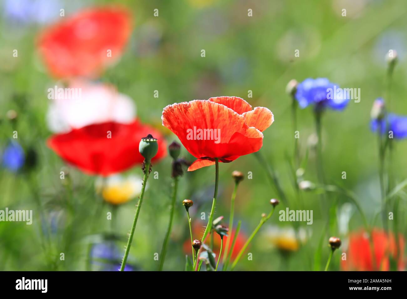 beautiful natural colorful flower meadow Stock Photo