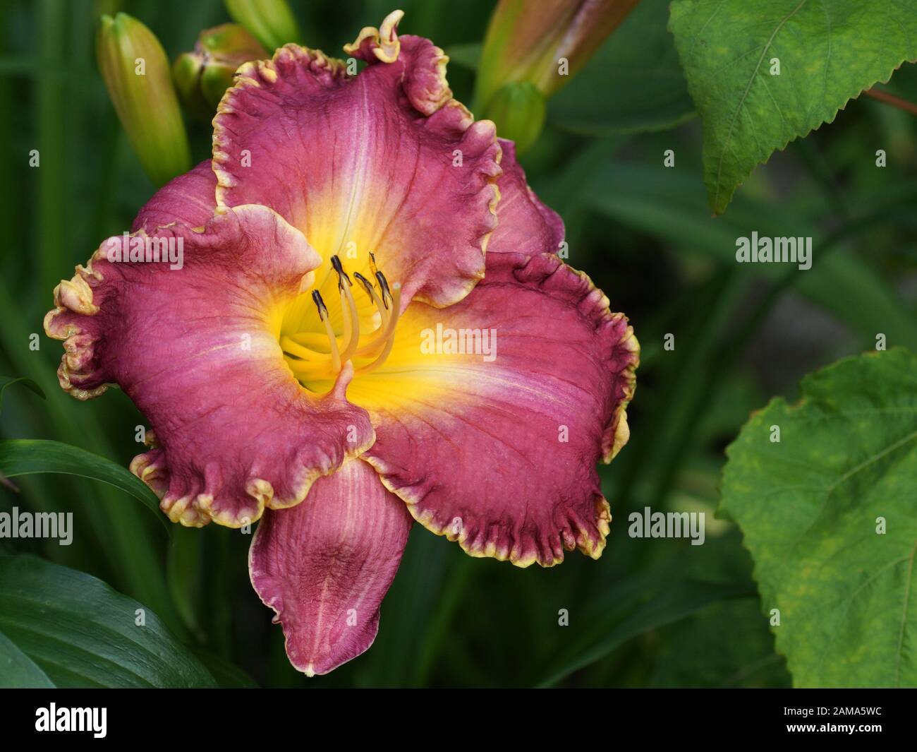 Large raspberry daylily blossoms in the garden. Hemerocallis Spacecoast FANTASTIC FINISH Stock Photo