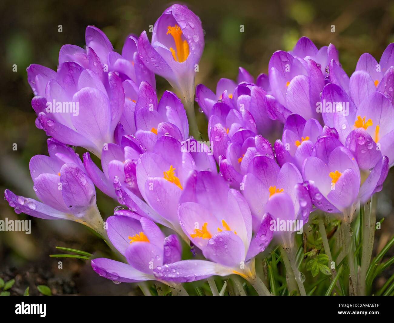 A Cluster Of Croci Stock Photo