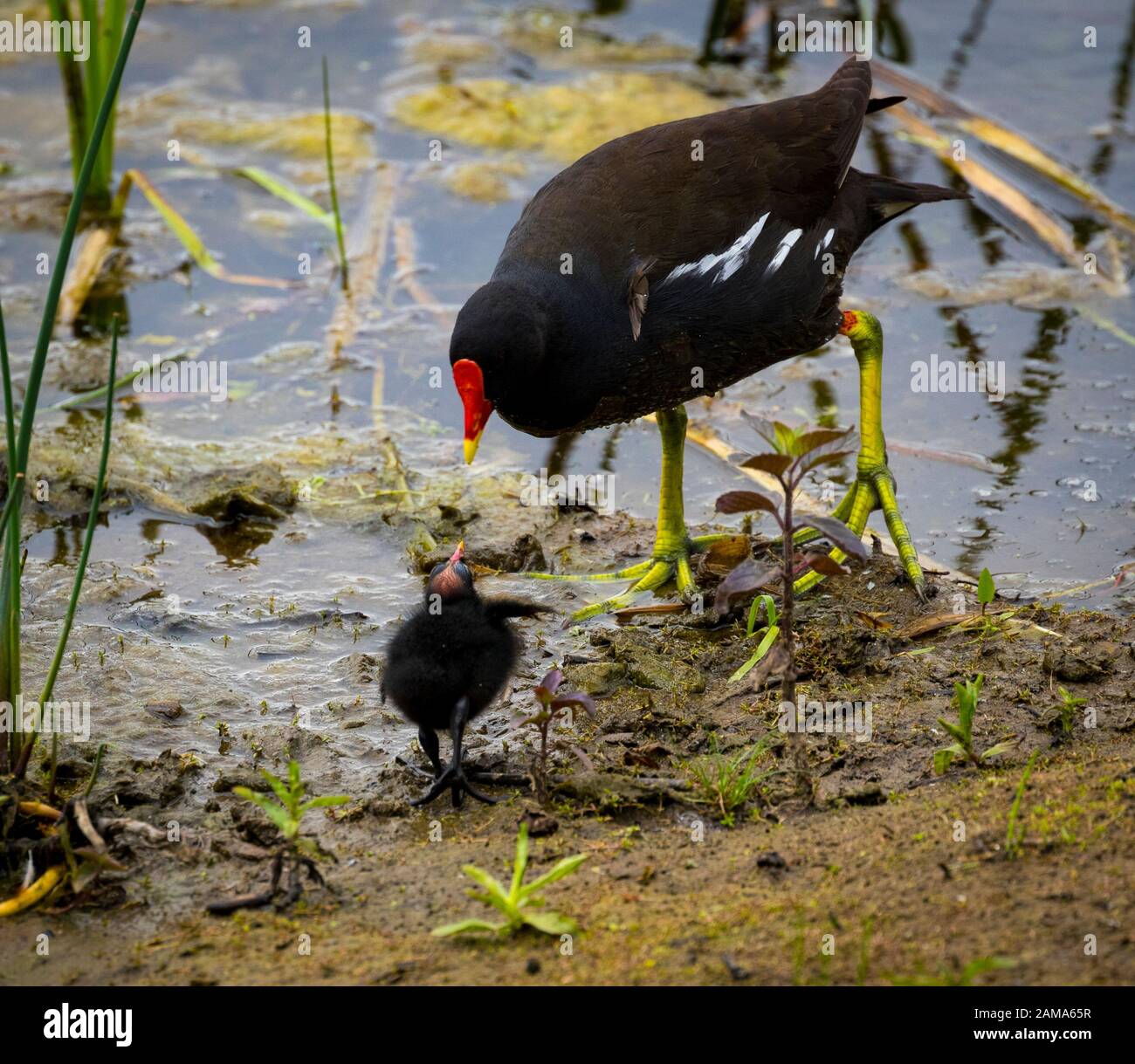 Moorhen Mother and Chick Stock Photo