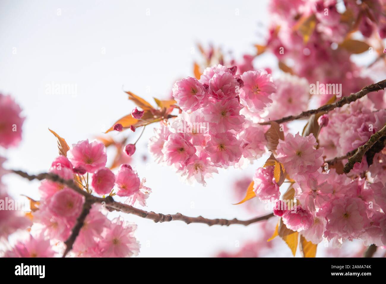 Sakura blooms hi-res stock photography and images - Alamy