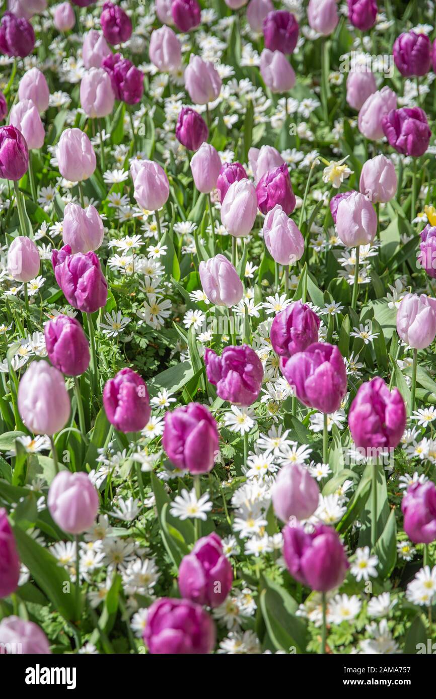 Tulip fields bloom in the Netherlands in spring Stock Photo - Alamy