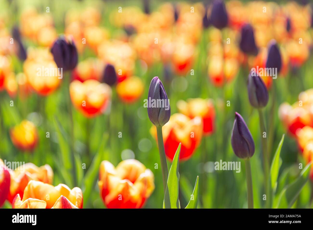 Tulip fields bloom in the Netherlands in spring Stock Photo - Alamy