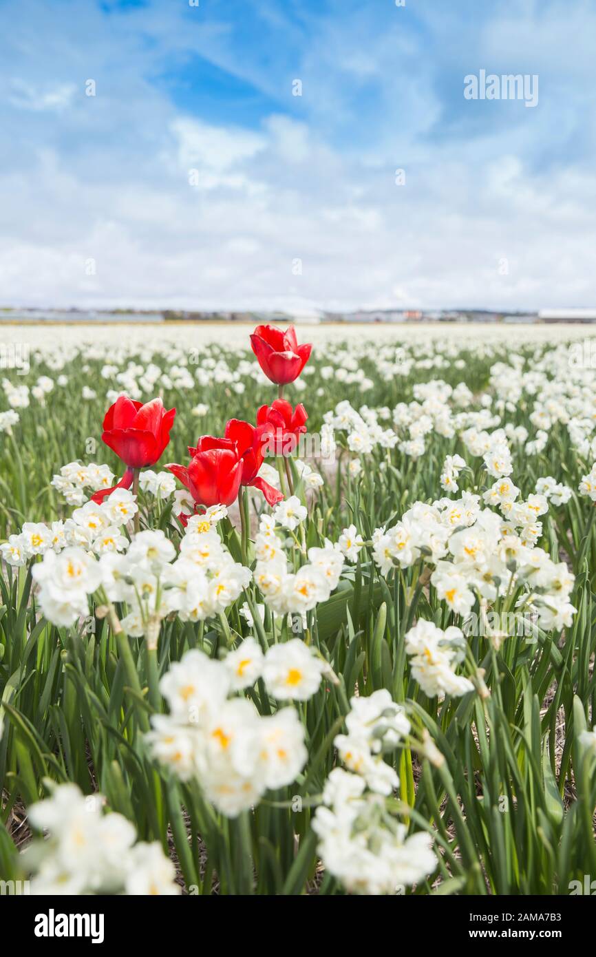 Tulip fields bloom in the Netherlands in spring Stock Photo - Alamy