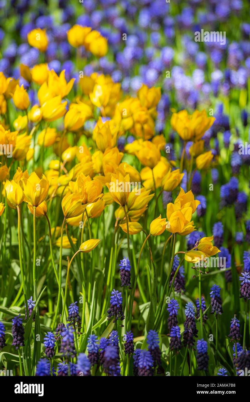Tulip fields bloom in the Netherlands in spring Stock Photo - Alamy