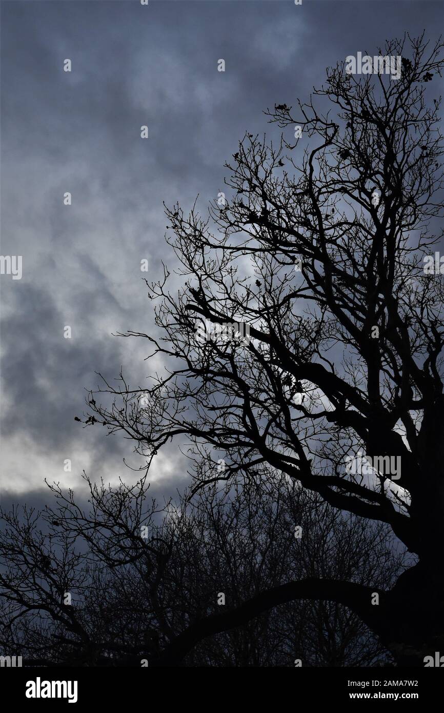 trees silhouetted against a grey cloudy looming sky Stock Photo - Alamy
