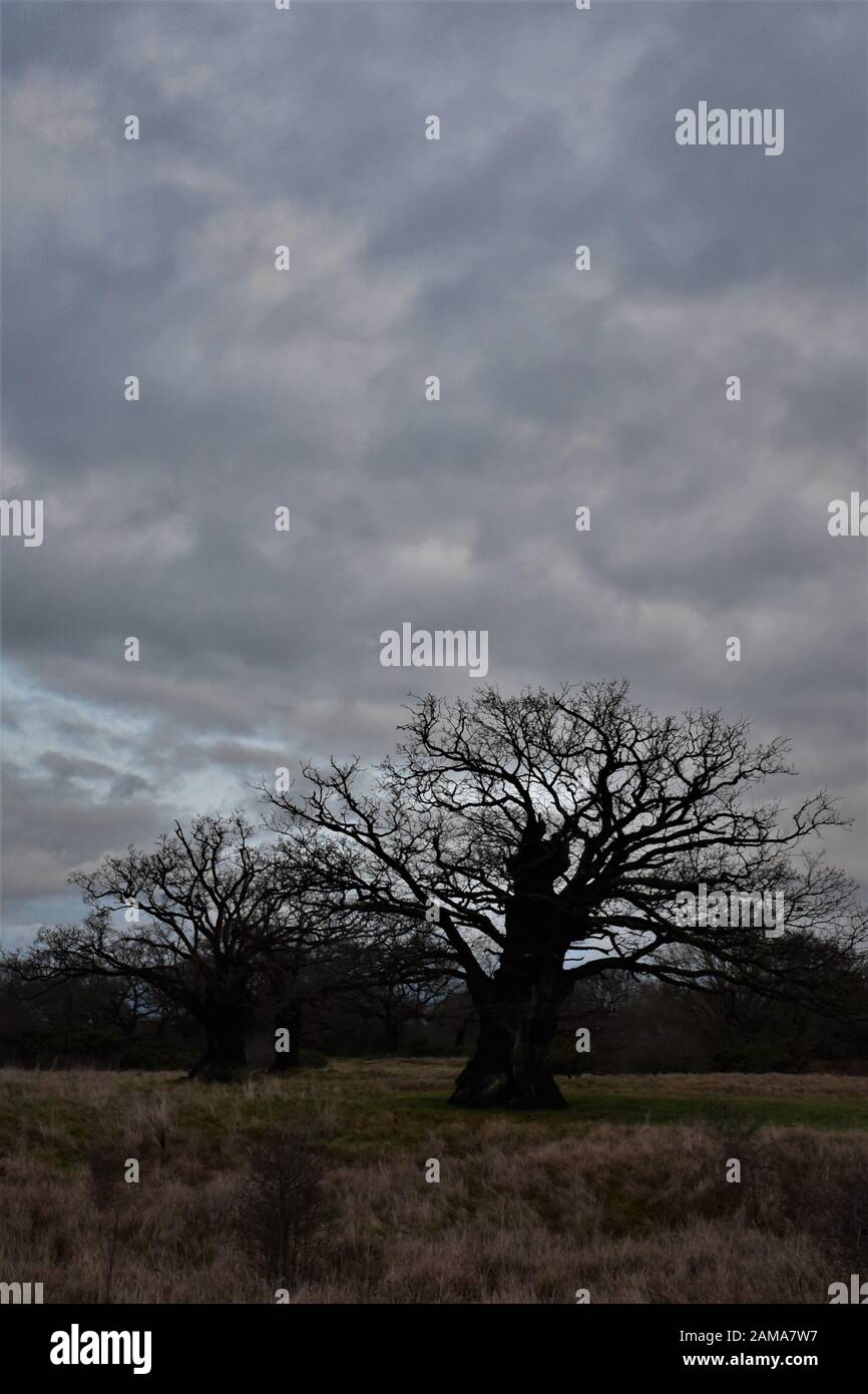 trees silhouetted against a grey cloudy looming sky Stock Photo - Alamy