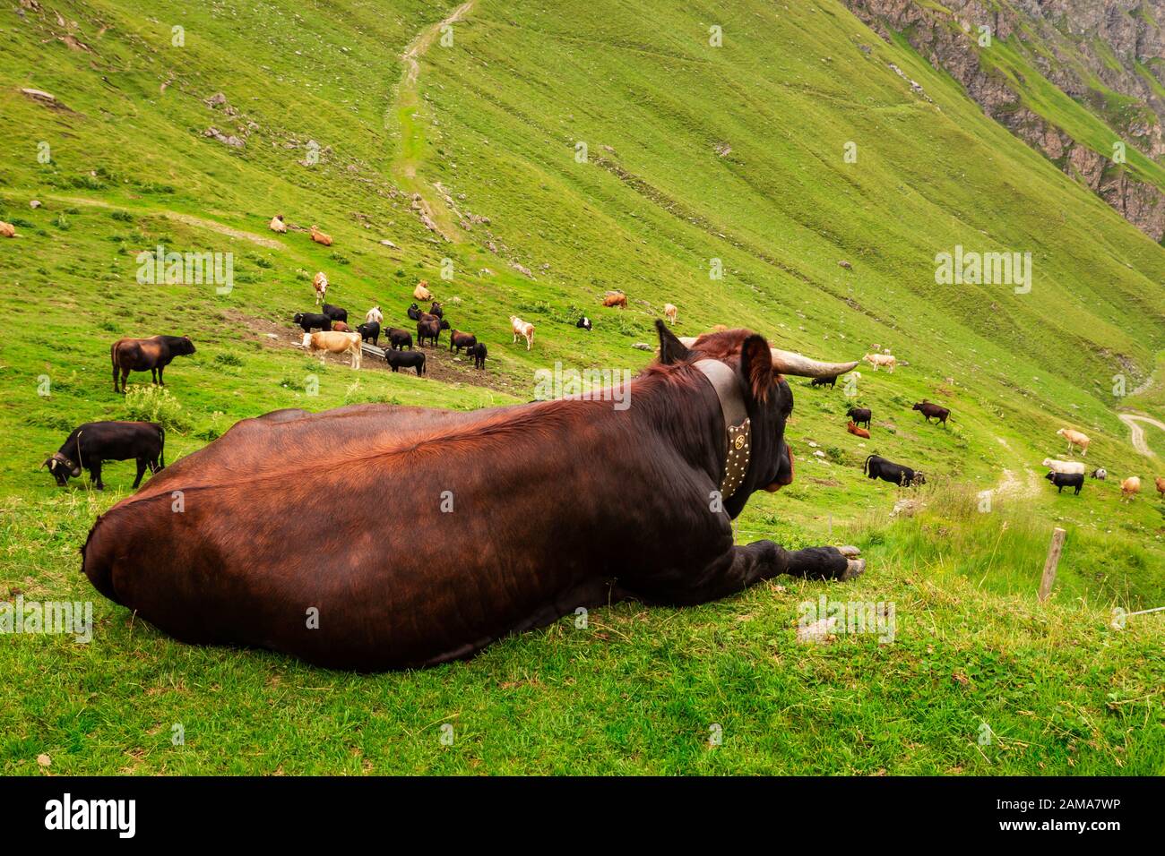 Brown cow lying down on a green alpine meadow in the Pennine Alps. Grimentz, Valais, Switzerland, Europe Stock Photo