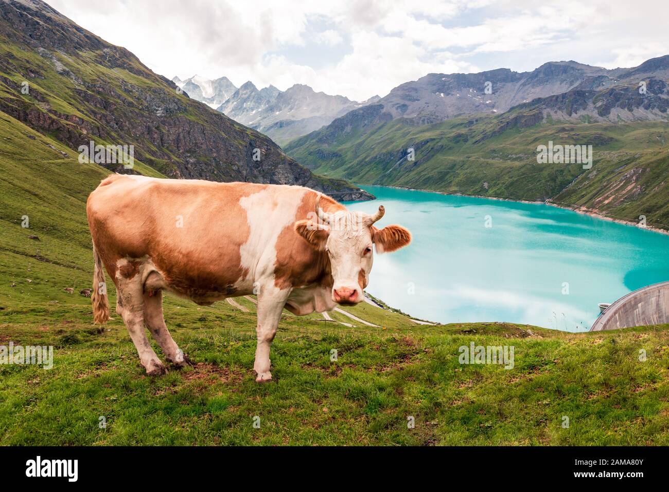 Cow standing up looking at camera near reservoir Lac de Moiry high up in the Pennine Alps. Grimentz, Valais, Switzerland, Europe Stock Photo