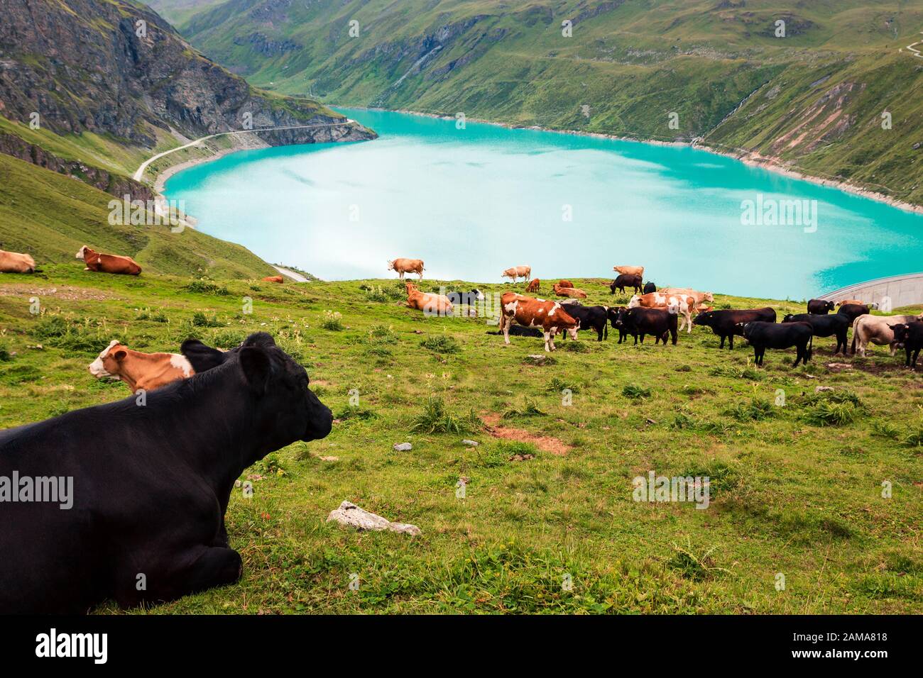 Herd of cows on alpine pasture near the reservoir Lac de Moiry. Grimentz, Anniviers, Valais, Switzerland, Europe Stock Photo