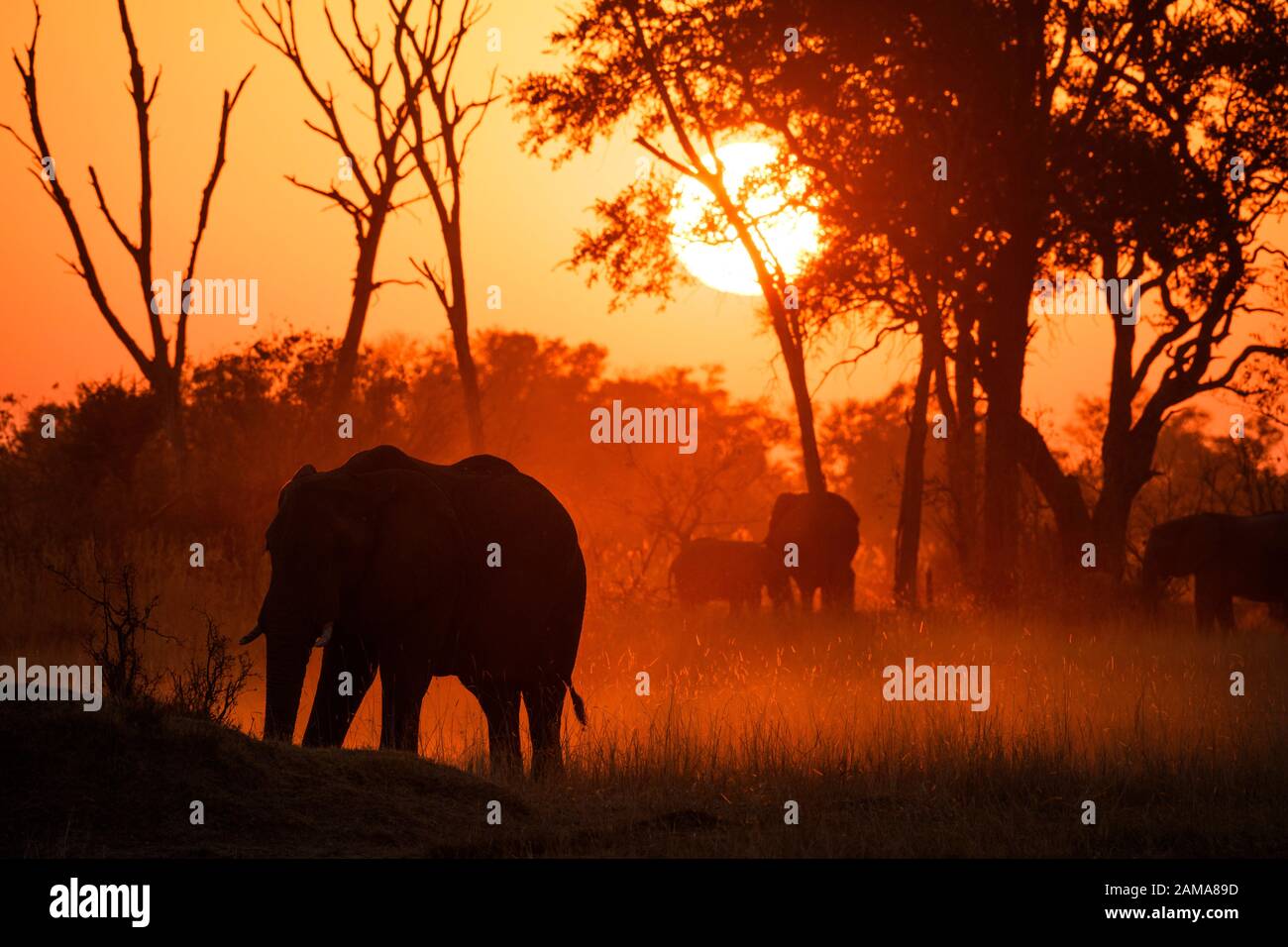 African Elephant, Loxodonta africana, at sunset, Khwai Private Reserve, Okavango Delta, Botswana Stock Photo