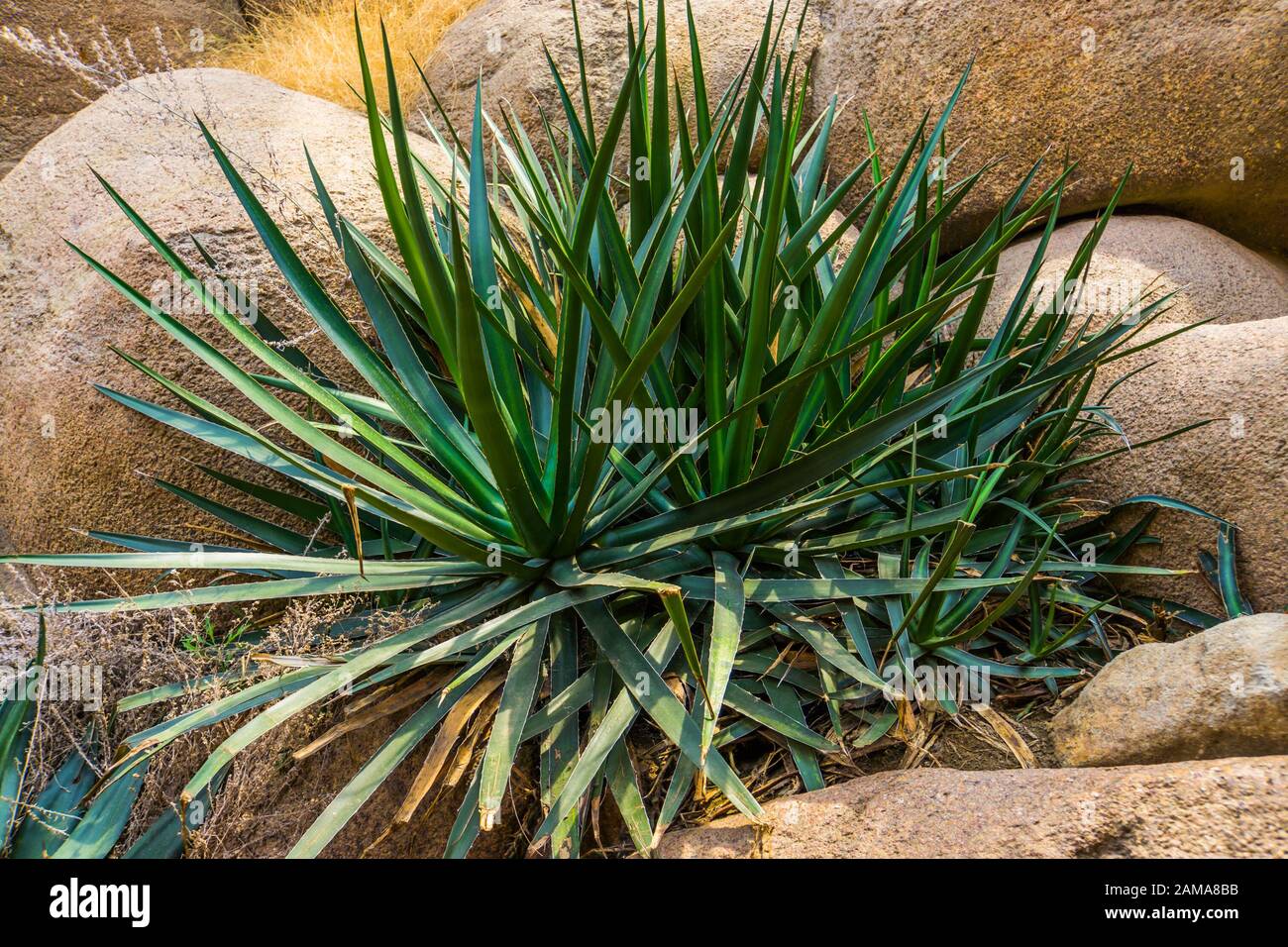Agave sisalana plant in closeup, known as sisal in mexico, Popular tropical plant specie Stock Photo