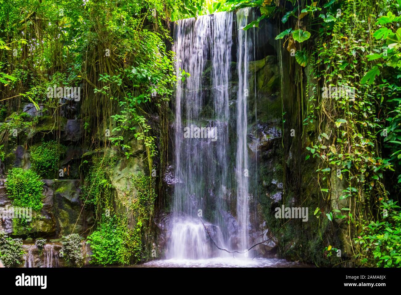 streaming waterfall with many plants in a jungle scenery, beautiful nature background Stock Photo