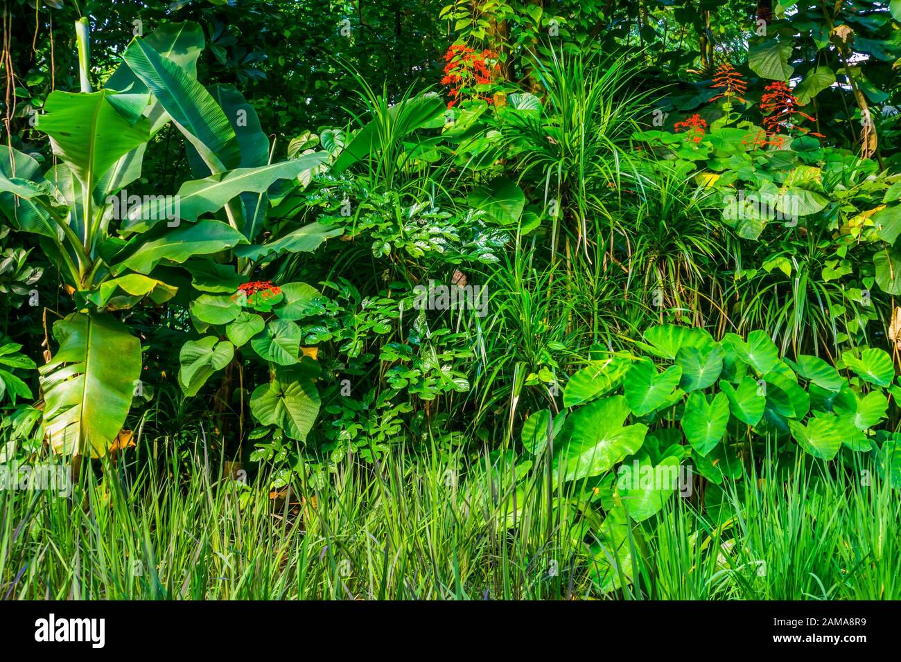 diverse plant species in a tropical garden, wild exotic vegetation, nature background Stock Photo