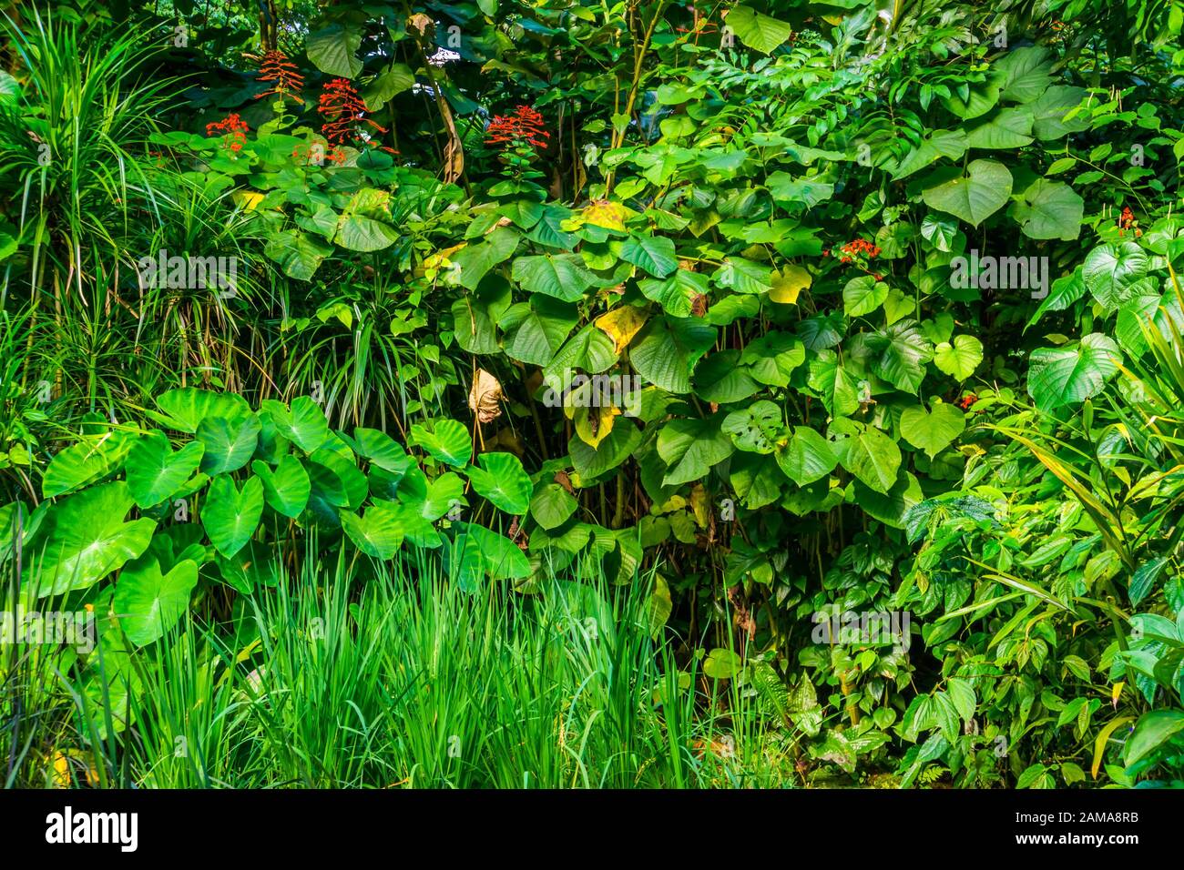 tropical garden full with diverse exotic plant species, wild exotic vegetation, nature background Stock Photo