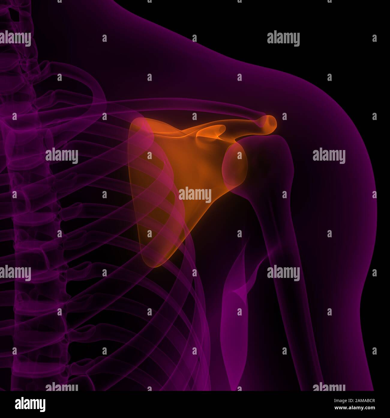 Scapula bone hires stock photography and images Alamy