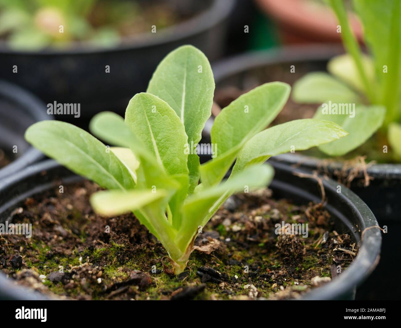 Small cos lettuce 'Xanadu' plant in a pot in a greenhouse. Stock Photo