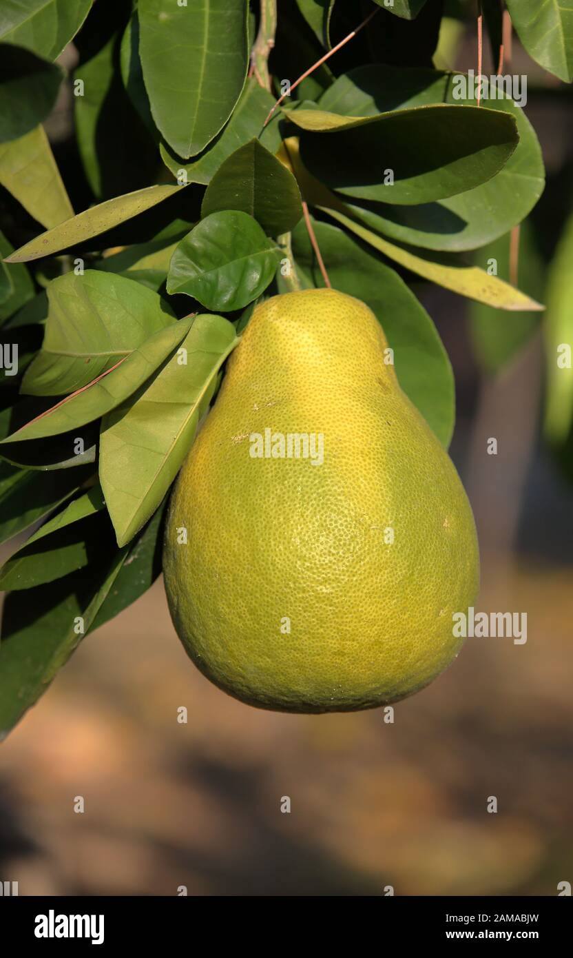Big yellow pomelo fruit grows / ripes on bush in garden / farm, healthy