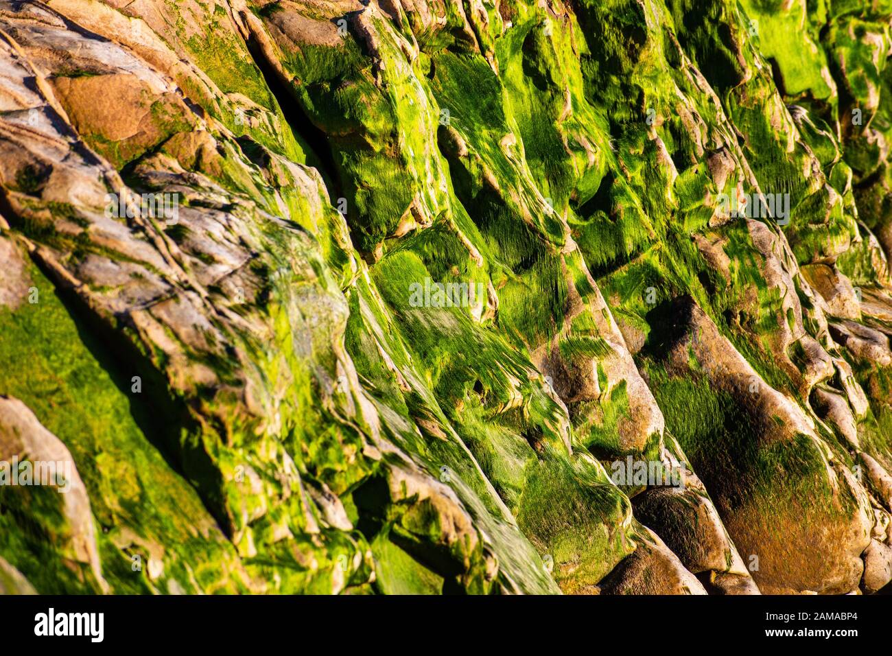 Close up of green algae covered rocks on the coast of the Pacific Ocean, Drakes Beach, Point Reyes National Seashore, California Stock Photo