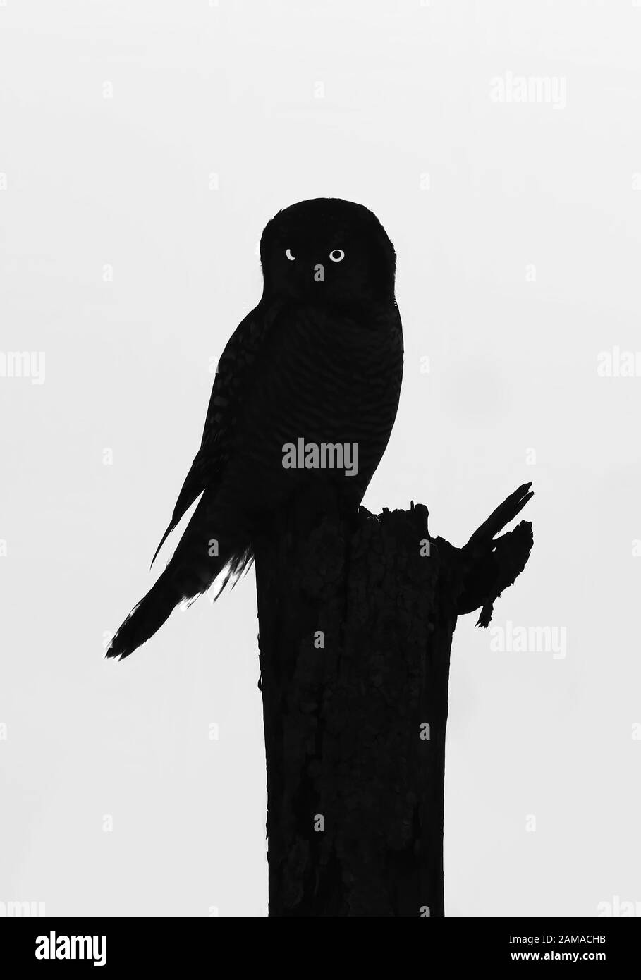 Northern Hawk-Owl (Surnia ulula) silhouette perched in a tree hunting in winter in Canada Stock Photo