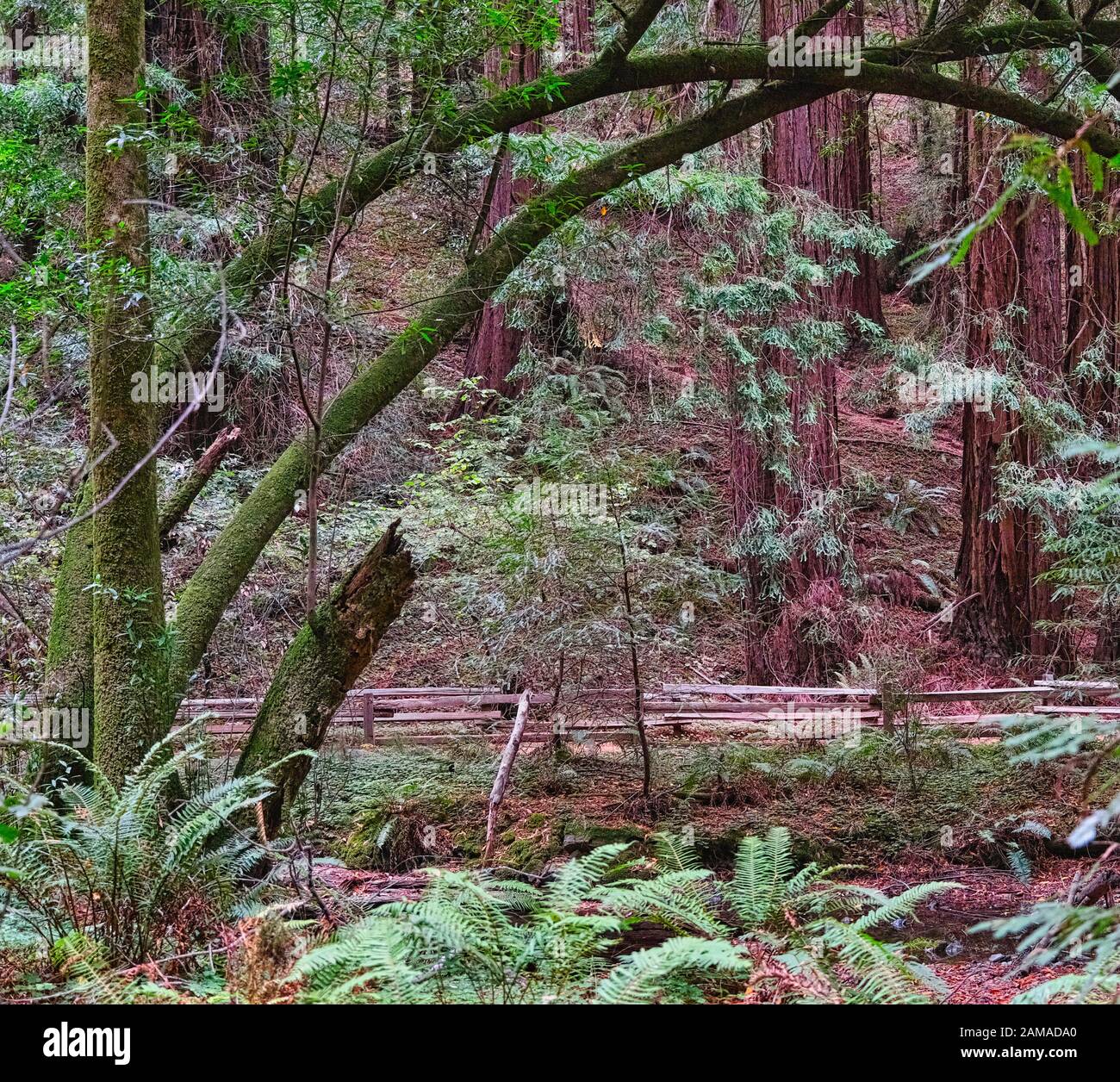 Split Rail Fence Through Redwood Forest in Muir Woods Stock Photo Alamy