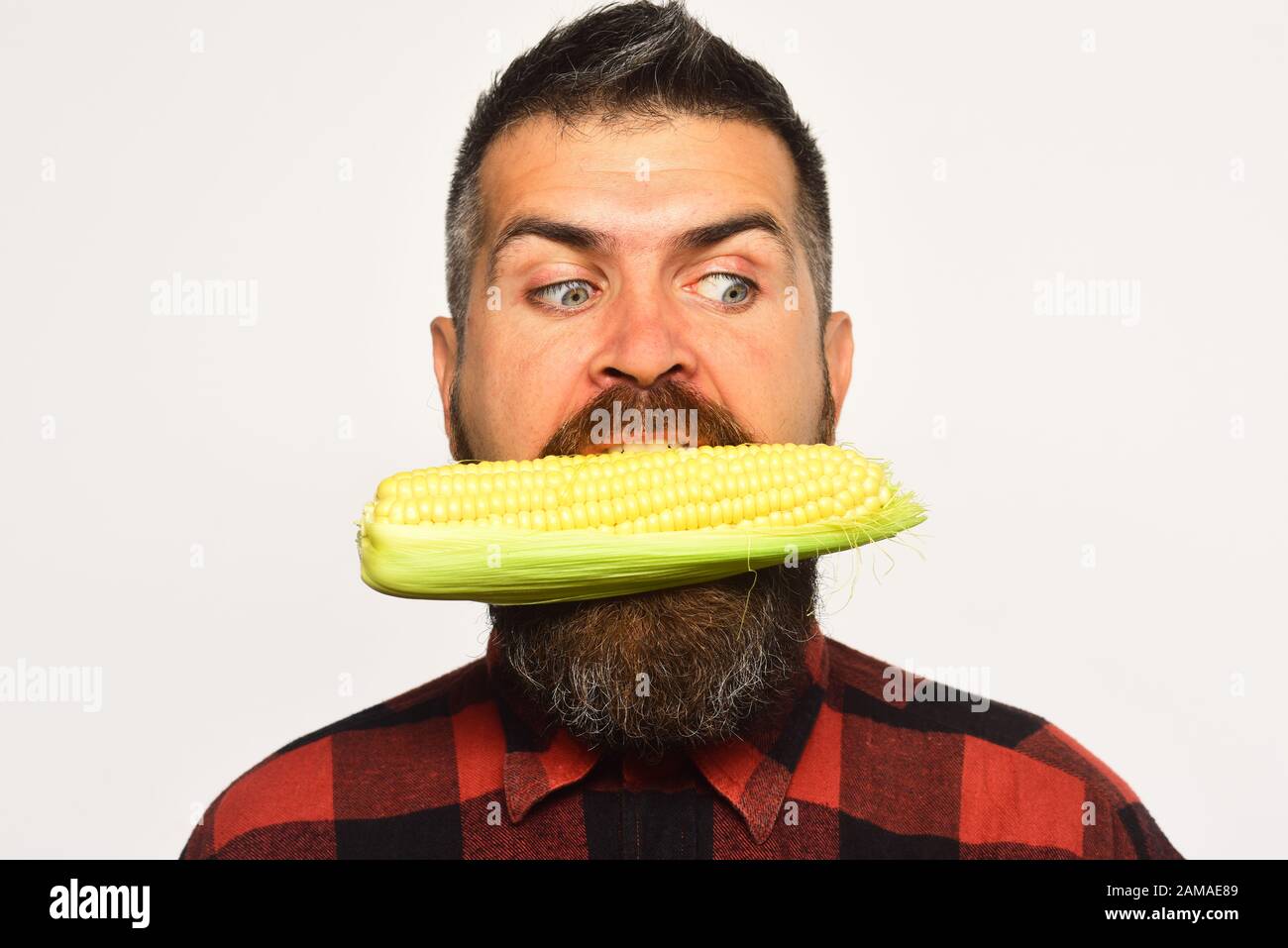 Farmer with shocked face bites yellow corn in mouth. Farming and autumn
