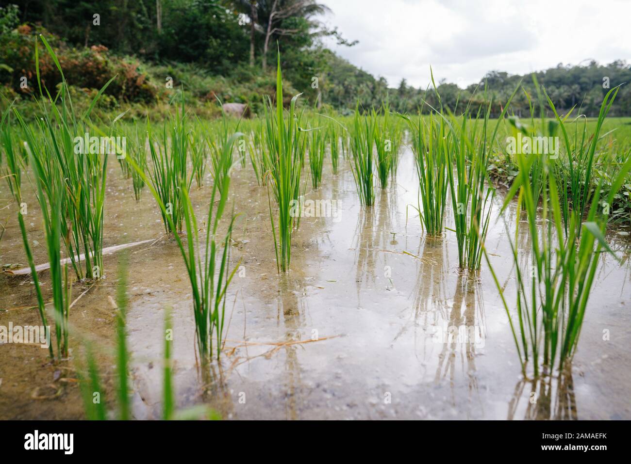 Close up of rice plants growing out from brown-watered field under ...