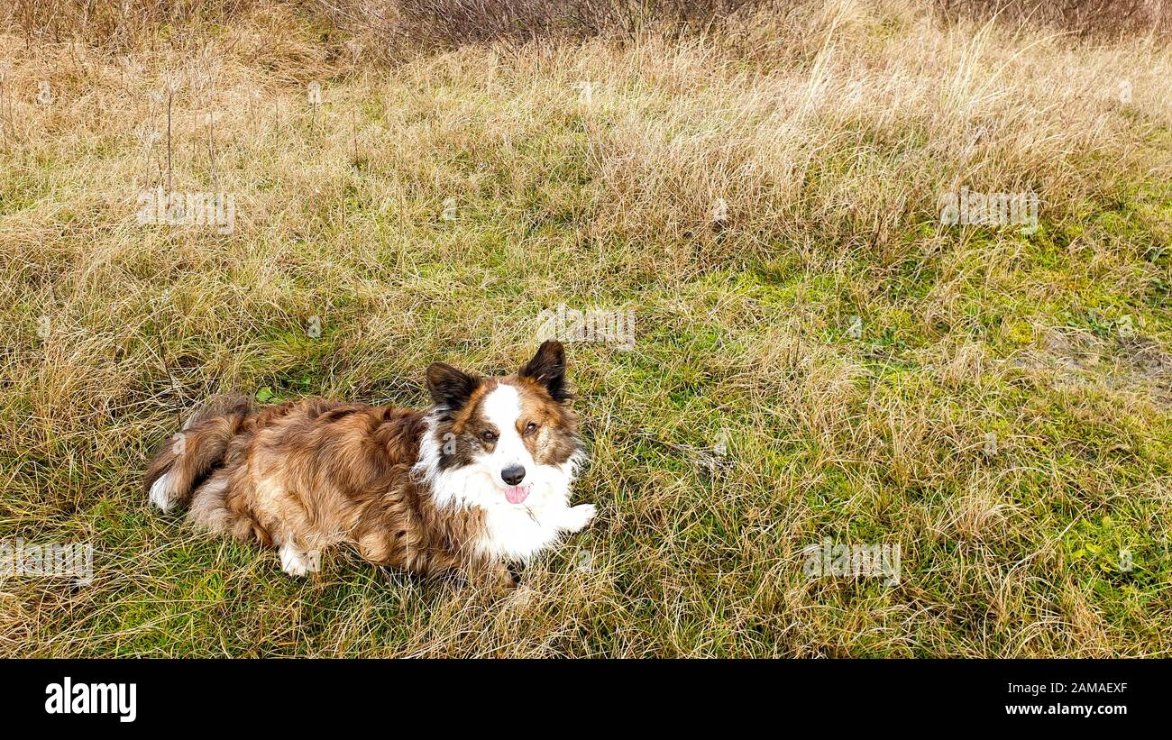 Looking down at  a Welsh Corgi Cardigan dog who resting in tall grassland during a hike. Stock Photo