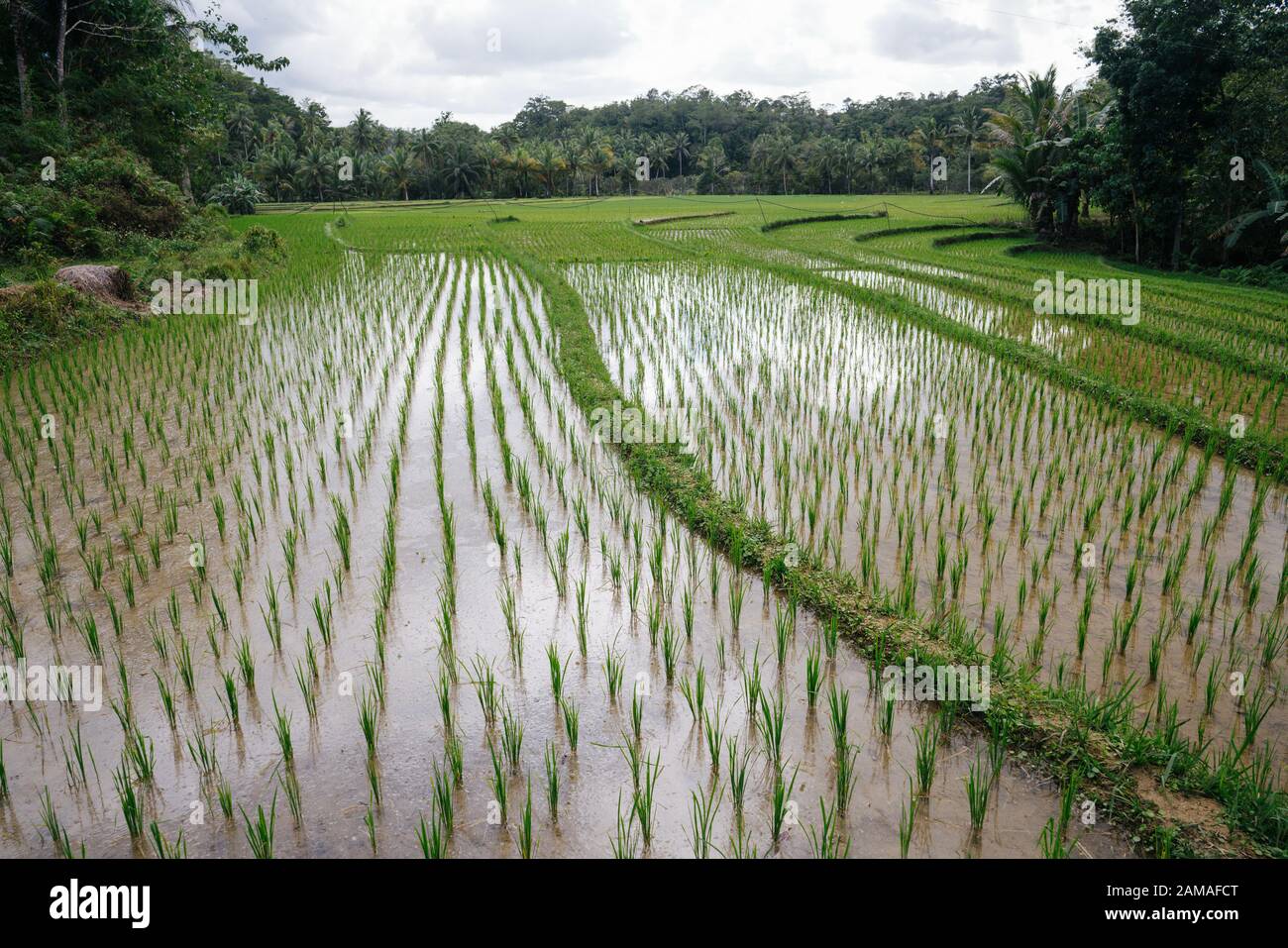 Rice fields overflowed by water with small pathways for workers to walk ...