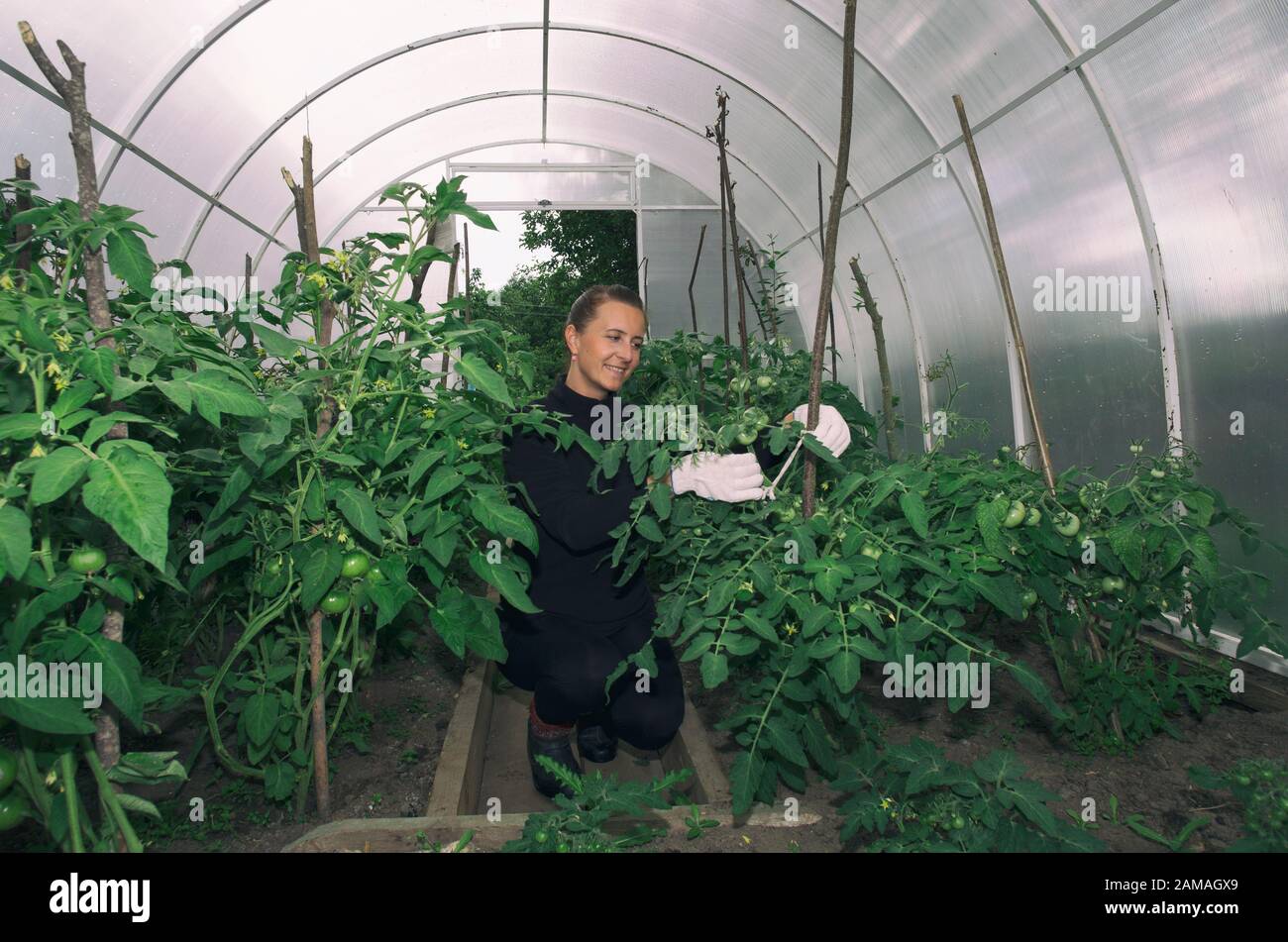 Young woman smiles and looks after young tomato shoots in a greenhouse ...