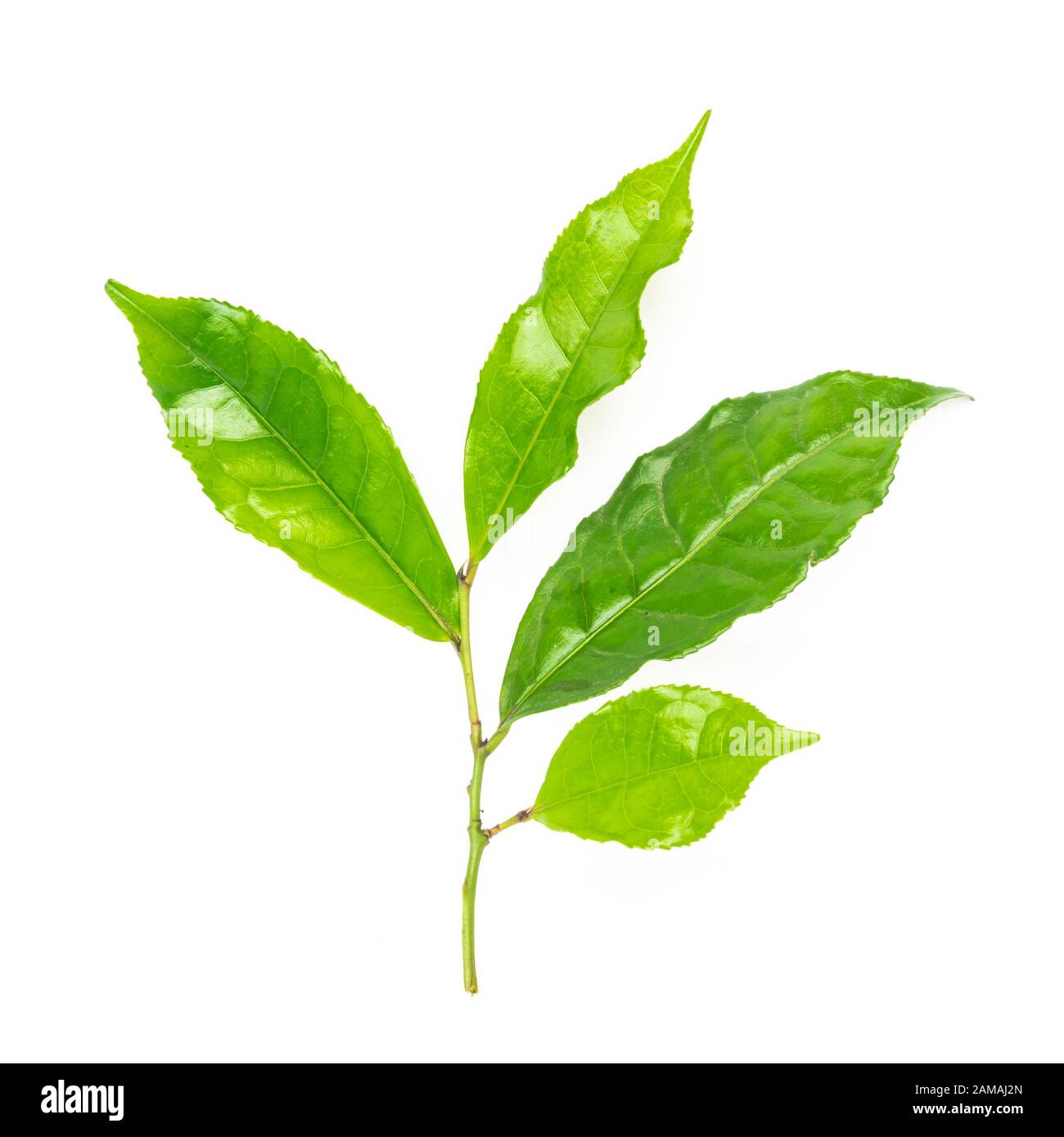 Studio shot organic green tea leaves branch isolated on white Stock